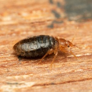 Success of Bed Bug Treatment