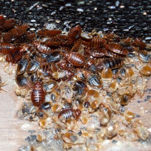 bed bug removal cost