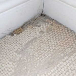 Moth Eaten Carpet