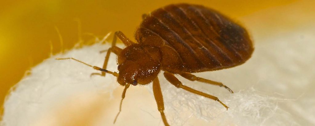 Bed-bug-exterminator-london