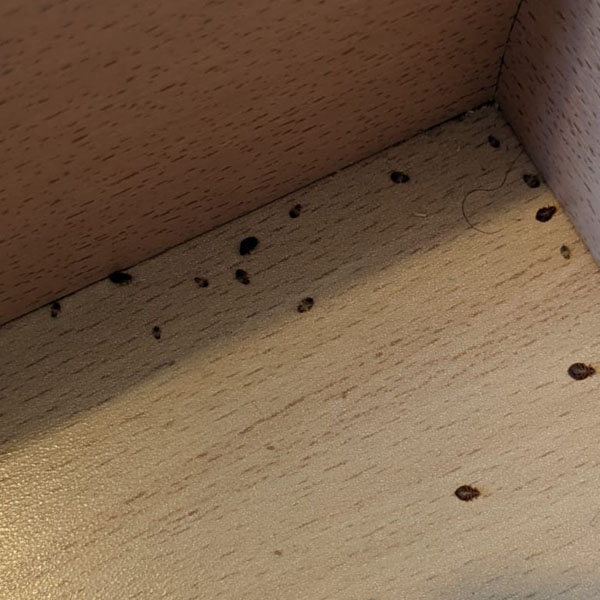Bed Bugs During Heat Treatment