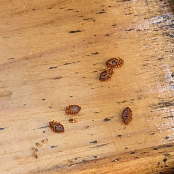 Bed Bugs found during Treatment