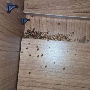 Bed Bug Nest in Cabinet