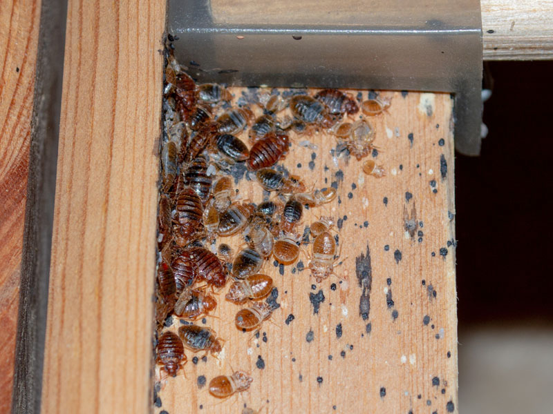 Bed Bugs in Bed Frame in London